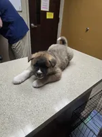 Heaven, a female Akita for sale in Albertson, NC – Photo 6 of 8