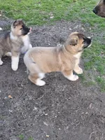 Heaven, a female Akita for sale in Albertson, NC – Photo 5 of 8