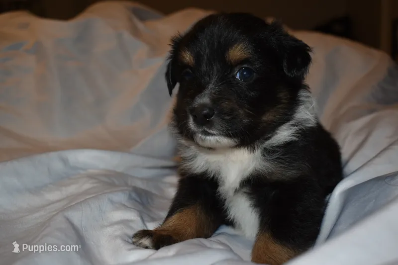 Cassian – Miniature Australian Shepherd puppy for sale in Ludowici, GA