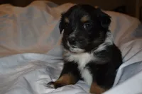 Cassian, a male Miniature Australian Shepherd for sale in Ludowici, GA – 1 of 3