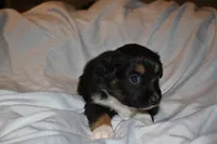 Feyre, a female Miniature Australian Shepherd for sale in Ludowici, GA – 2 of 3