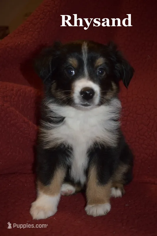 Rhysand – Miniature Australian Shepherd puppy for sale in Ludowici, GA