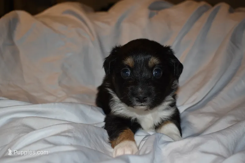 Feyre – Miniature Australian Shepherd puppy for sale in Ludowici, GA