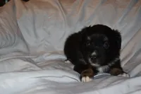 Azriel, a male Miniature Australian Shepherd for sale in Ludowici, GA – 2 of 2