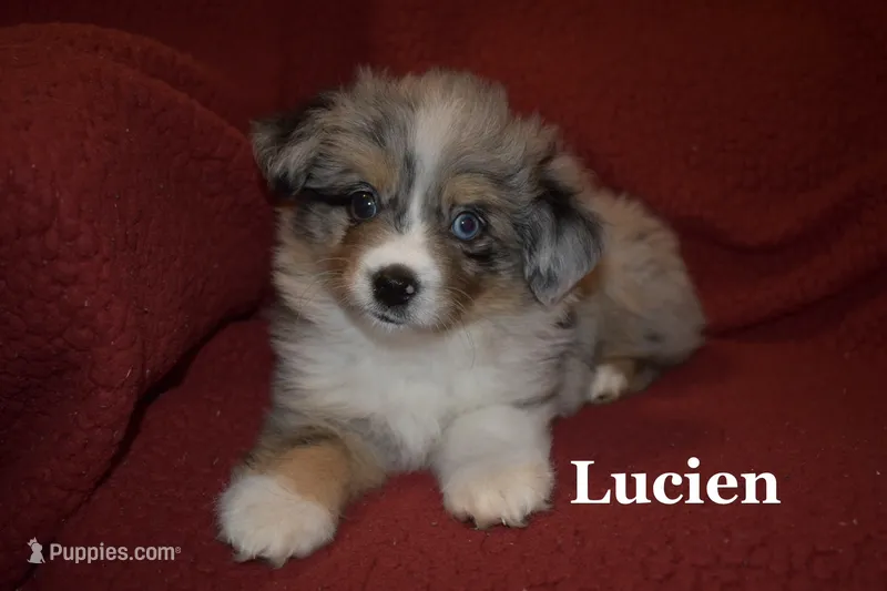 Lucien – Miniature Australian Shepherd puppy for sale in Ludowici, GA