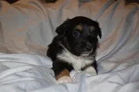 Feyre, a female Miniature Australian Shepherd for sale in Ludowici, GA – 3 of 3