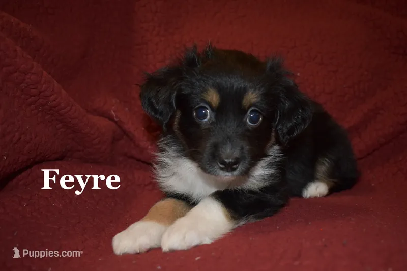 Feyre – Miniature Australian Shepherd puppy for sale in Ludowici, GA
