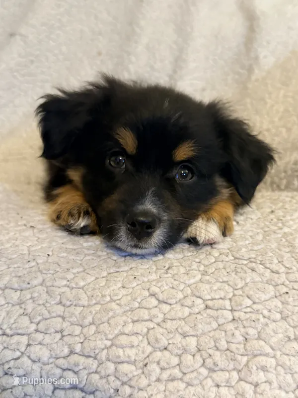 Cassian – Miniature Australian Shepherd puppy for sale in Ludowici, GA