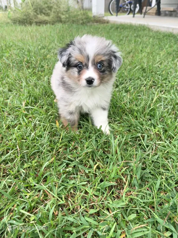 Lucien – Miniature Australian Shepherd puppy for sale in Ludowici, GA