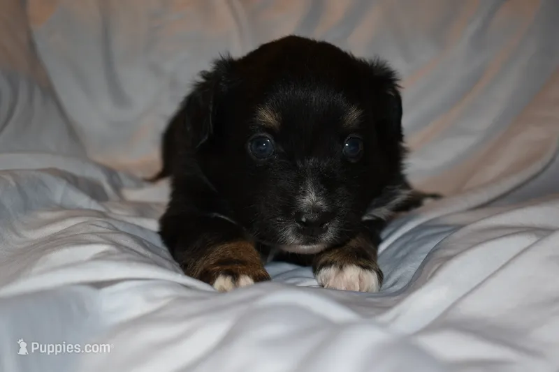 Azriel – Miniature Australian Shepherd puppy for sale in Ludowici, GA