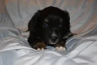Azriel, a male Miniature Australian Shepherd for sale in Ludowici, GA – 1 of 2