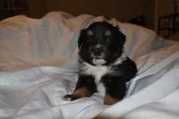 Cassian, a male Miniature Australian Shepherd for sale in Ludowici, GA – 3 of 3