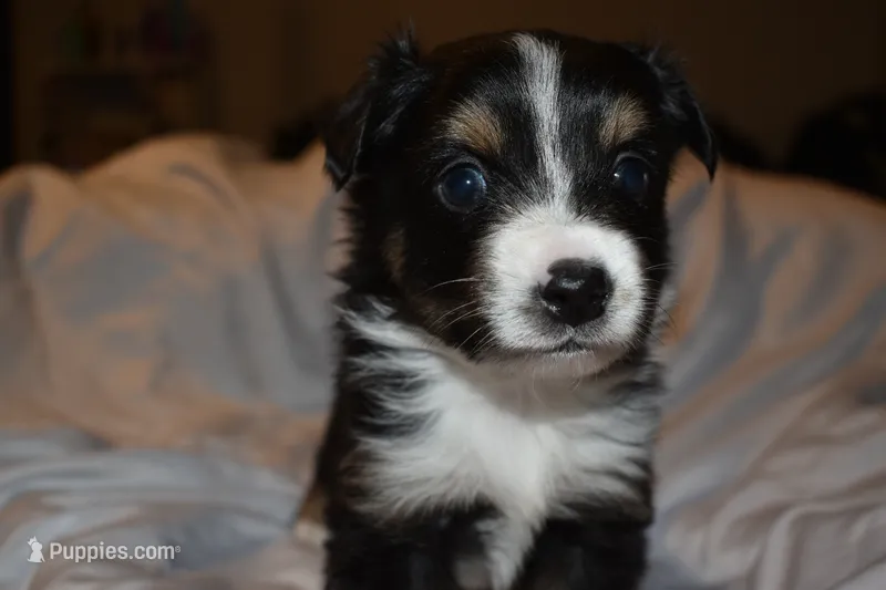 Rhysand – Miniature Australian Shepherd puppy for sale in Ludowici, GA