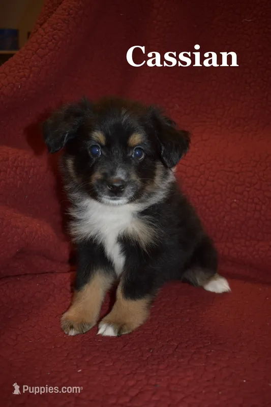 Cassian – Miniature Australian Shepherd puppy for sale in Ludowici, GA