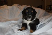 Cassian, a male Miniature Australian Shepherd for sale in Ludowici, GA – 2 of 3
