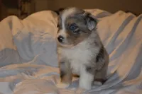Lucien, a male Miniature Australian Shepherd for sale in Ludowici, GA – 3 of 3