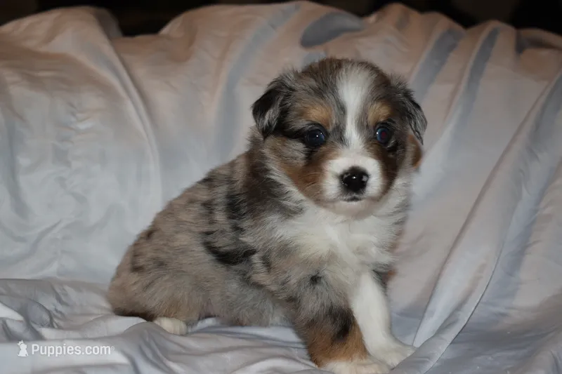 Lucien – Miniature Australian Shepherd puppy for sale in Ludowici, GA