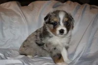 Lucien, a male Miniature Australian Shepherd for sale in Ludowici, GA – 1 of 3
