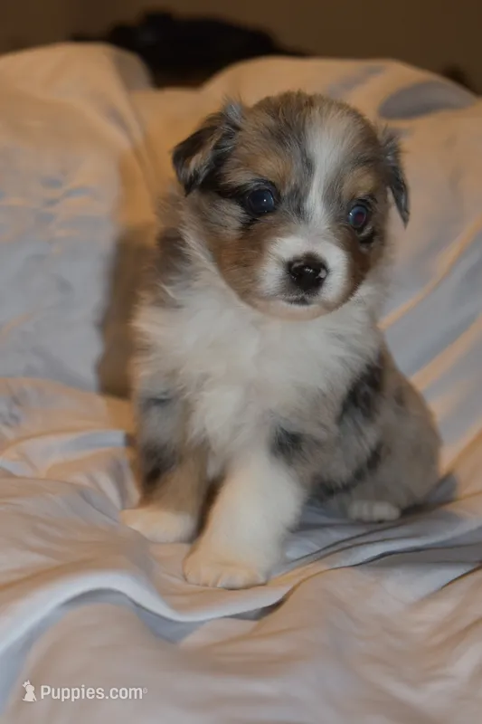 Lucien – Miniature Australian Shepherd puppy for sale in Ludowici, GA