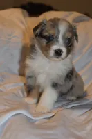 Lucien, a male Miniature Australian Shepherd for sale in Ludowici, GA – 2 of 3