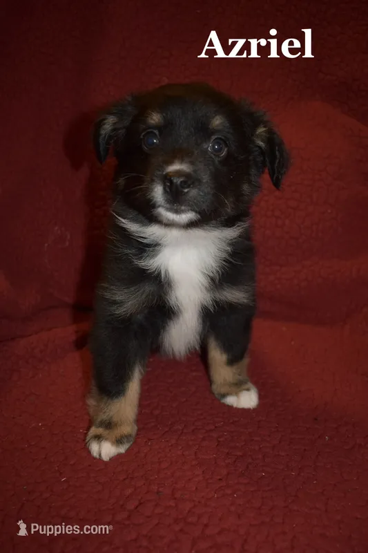 Azriel – Miniature Australian Shepherd puppy for sale in Ludowici, GA