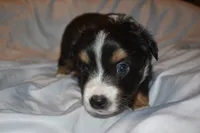Rhysand, a male Miniature Australian Shepherd for sale in Ludowici, GA – 2 of 2