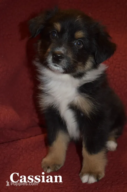 Cassian – Miniature Australian Shepherd puppy for sale in Ludowici, GA