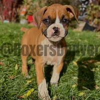 processed/5235e637-9c74-4a6f-a519-5eb11f03f43f/listing/33103eec-8ea1-4258-a6c7-c1aa29e24fa4/13c61239-84df-43f9-ab49-ba4e61bfd24a