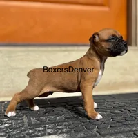 processed/5235e637-9c74-4a6f-a519-5eb11f03f43f/listing/33103eec-8ea1-4258-a6c7-c1aa29e24fa4/a90aec7f-4e6e-423b-8cdf-0d864977d51b