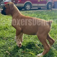 processed/5235e637-9c74-4a6f-a519-5eb11f03f43f/listing/33103eec-8ea1-4258-a6c7-c1aa29e24fa4/afae19d7-6d0d-4f7c-aa36-e533a4c5d665