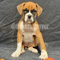 processed/5235e637-9c74-4a6f-a519-5eb11f03f43f/listing/33103eec-8ea1-4258-a6c7-c1aa29e24fa4/ca8560fa-20bc-4da6-a3a7-73ca8b31e136