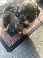 ShihTzu Puppies, a male Shih Tzu for sale in Simpsonville, SC – Photo 3 of 10