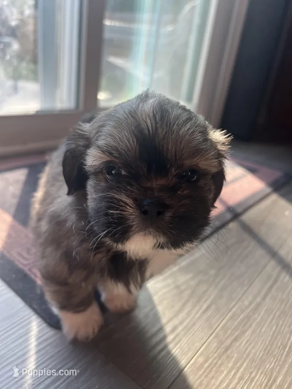 Tucker – Shih Tzu puppy for sale in Simpsonville, SC