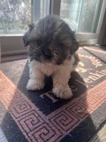 ShihTzu Puppies, a male Shih Tzu for sale in Simpsonville, SC – Photo 9 of 10