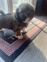 ShihTzu Puppies, a male Shih Tzu for sale in Simpsonville, SC – Photo 10 of 10