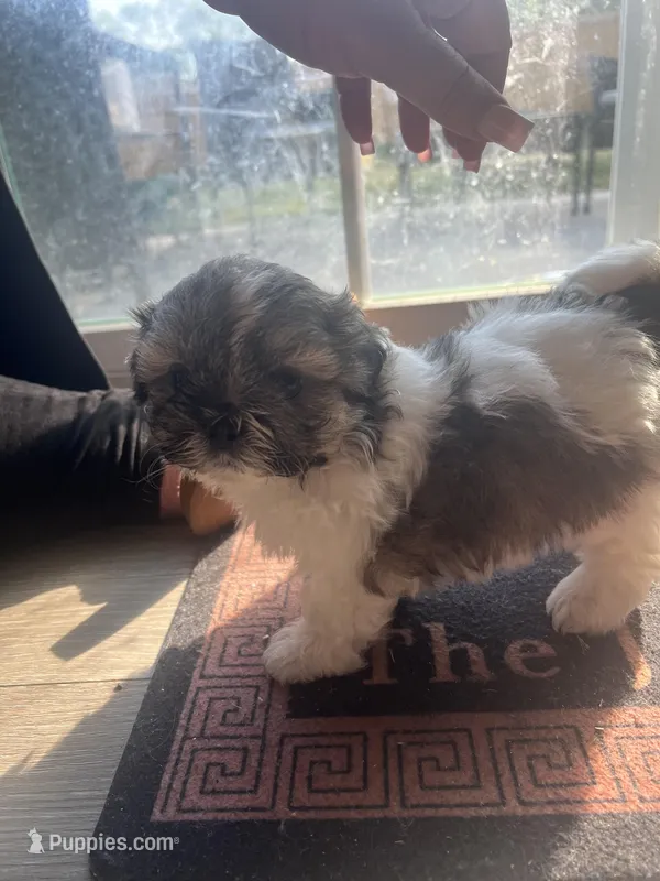 Teddy – Shih Tzu puppy for sale in Simpsonville, SC