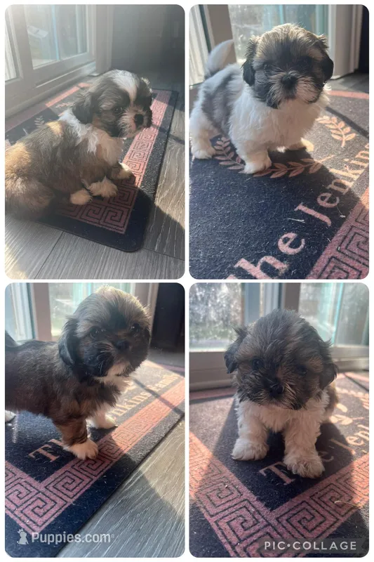 ShihTzu Puppies – Shih Tzu puppy for sale in Simpsonville, SC