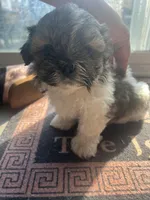 ShihTzu Puppies, a male Shih Tzu for sale in Simpsonville, SC – Photo 3 of 10