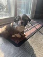 ShihTzu Puppies, a male Shih Tzu for sale in Simpsonville, SC – Photo 8 of 10