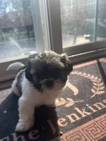 ShihTzu Puppies, a male Shih Tzu for sale in Simpsonville, SC – Photo 4 of 10