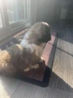 ShihTzu Puppies, a male Shih Tzu for sale in Simpsonville, SC – Photo 5 of 10