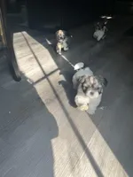 ShihTzu Puppies, a male Shih Tzu for sale in Simpsonville, SC – Photo 9 of 10
