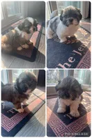ShihTzu Puppies, a male Shih Tzu for sale in Simpsonville, SC – Photo 1 of 10