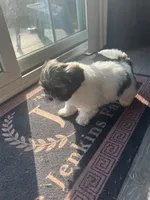 ShihTzu Puppies, a male Shih Tzu for sale in Simpsonville, SC – Photo 6 of 10