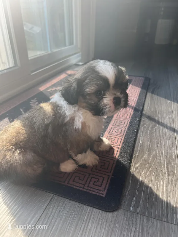Bear – Shih Tzu puppy for sale in Simpsonville, SC
