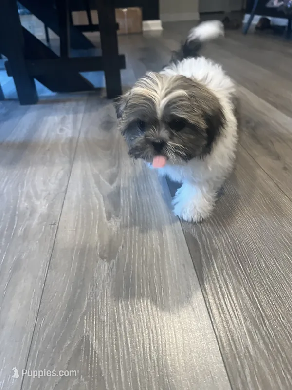 Teddy – Shih Tzu puppy for sale in Simpsonville, SC