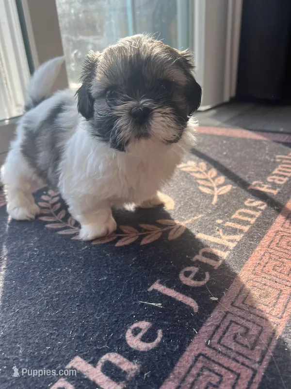 ShihTzu Puppies – Shih Tzu puppy for sale in Simpsonville, SC