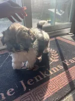 ShihTzu Puppies, a male Shih Tzu for sale in Simpsonville, SC – Photo 9 of 10