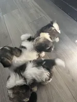 ShihTzu Puppies, a male Shih Tzu for sale in Simpsonville, SC – Photo 10 of 10