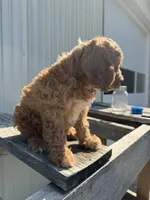 Tommie, a male Cavapoo for sale in Allenwood, PA – 2 of 3